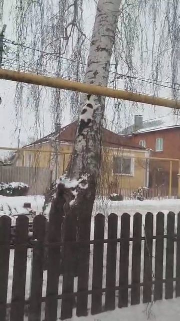 кот лазиет по деревьям