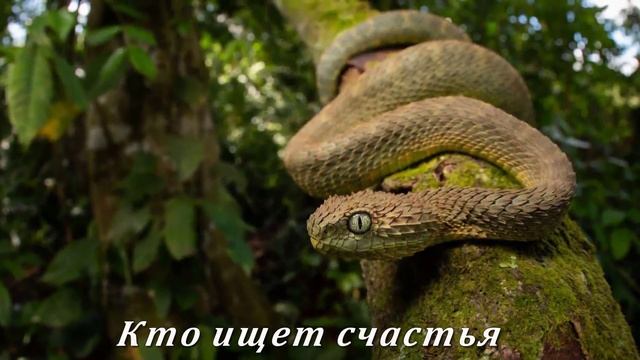 ПЕСНЯ ЗМЕИ - Ирина Левинзон