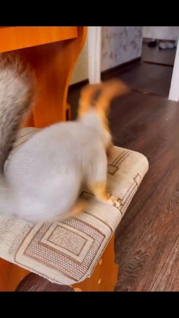 ШИШКА #Рекомендации #ЛучшаяМимикасИИ #покапибаримся #УютныеРецепты