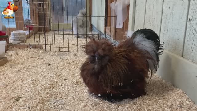 Идеальное птицеводство достойно восхищения 🐓🦆🦢🦚🦃🐔 эпизод (27)