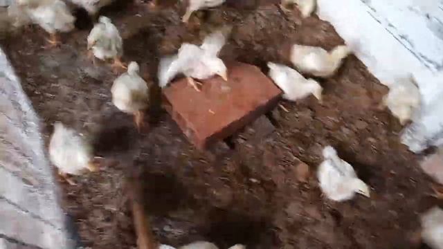 Cómo criar pollo de engorde lo que.se debe hacer para su día 12 segundo lote de pollitos