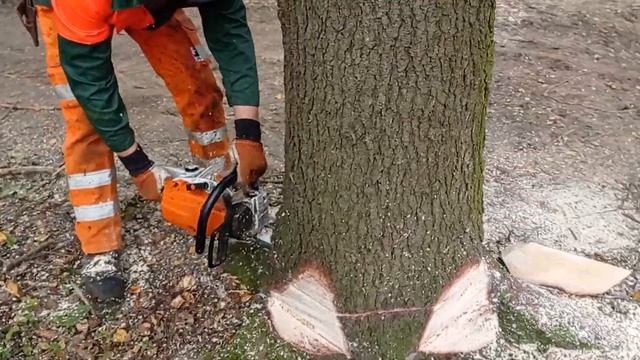 perfect saw cut // Валка Ели  // Для чего нужен данный прокол ??? // Stihl ms261