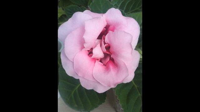 Вернисаж глоксиний.2016