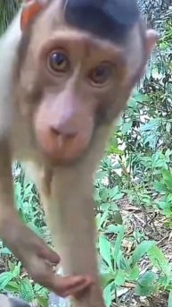 🔴Kawanan beruk pintar yang selalu teliti dengan jebakan#shorts