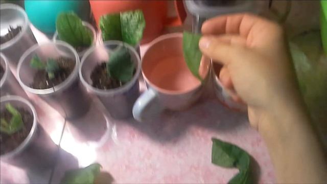 Посадка фрагментов стрептокарпусов разными способами, пришедших посылкой 1 классом 16 мая 2017 г.