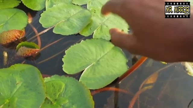 Awesome Reverse | Broken Flower As Zach King | Best Reversed Video Forever | Mind Blowing #Reverse |