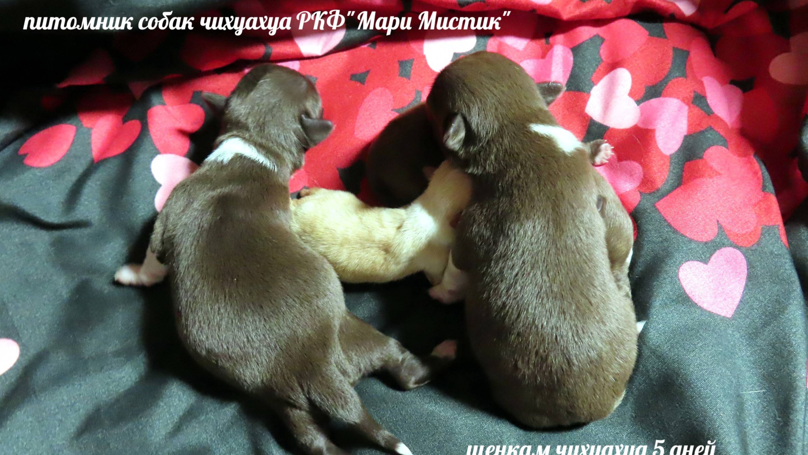 Вязать или НЕ вязать? Вот в чем вопрос. #вязка_собак #разведение_собак #подбор_пар_собак_для_вязки