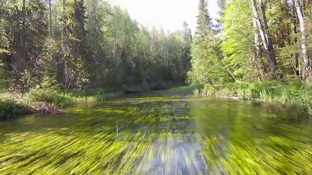В поисках хариуса по лесной речке.