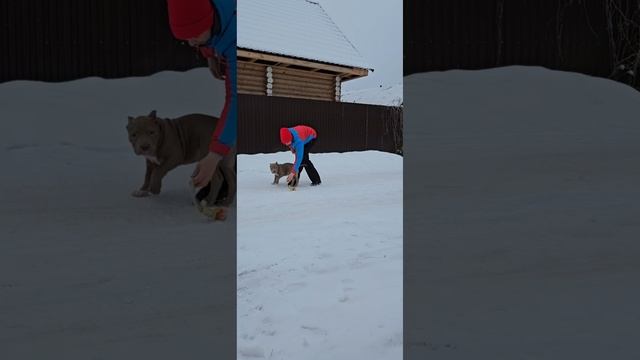 Мощный красавец,Американский булли!