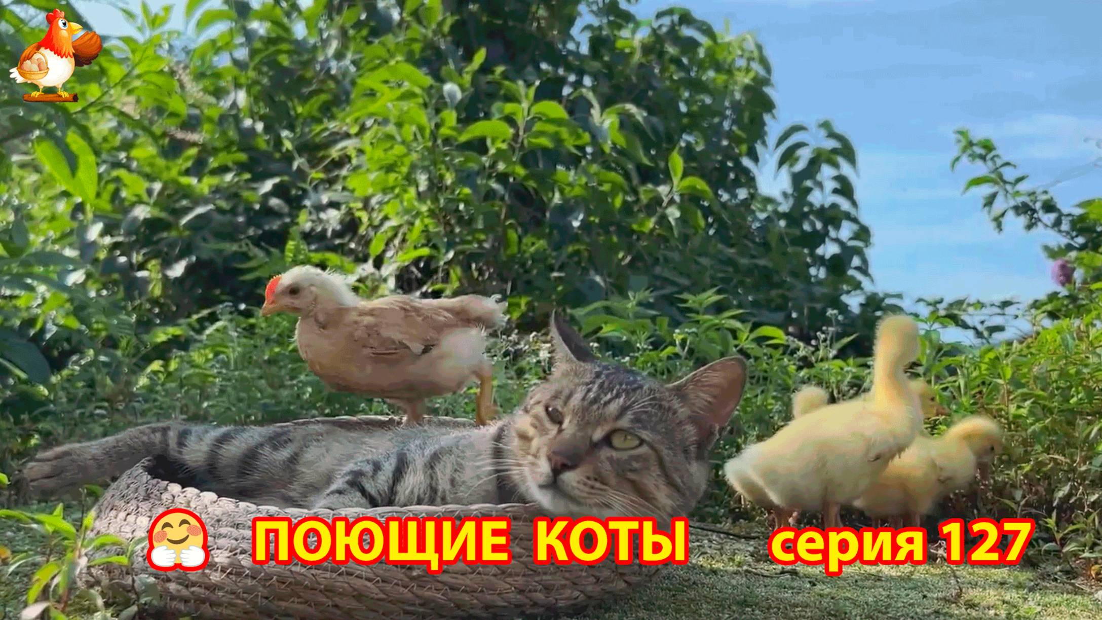 Крутые коты у птичьего двора серия (127) 🐈🐈😹 Природа Абхазии и подворье с птицами и животными ❣
