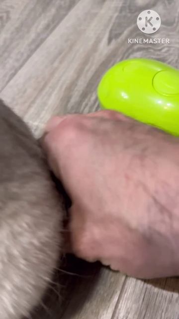 🪮😺😹