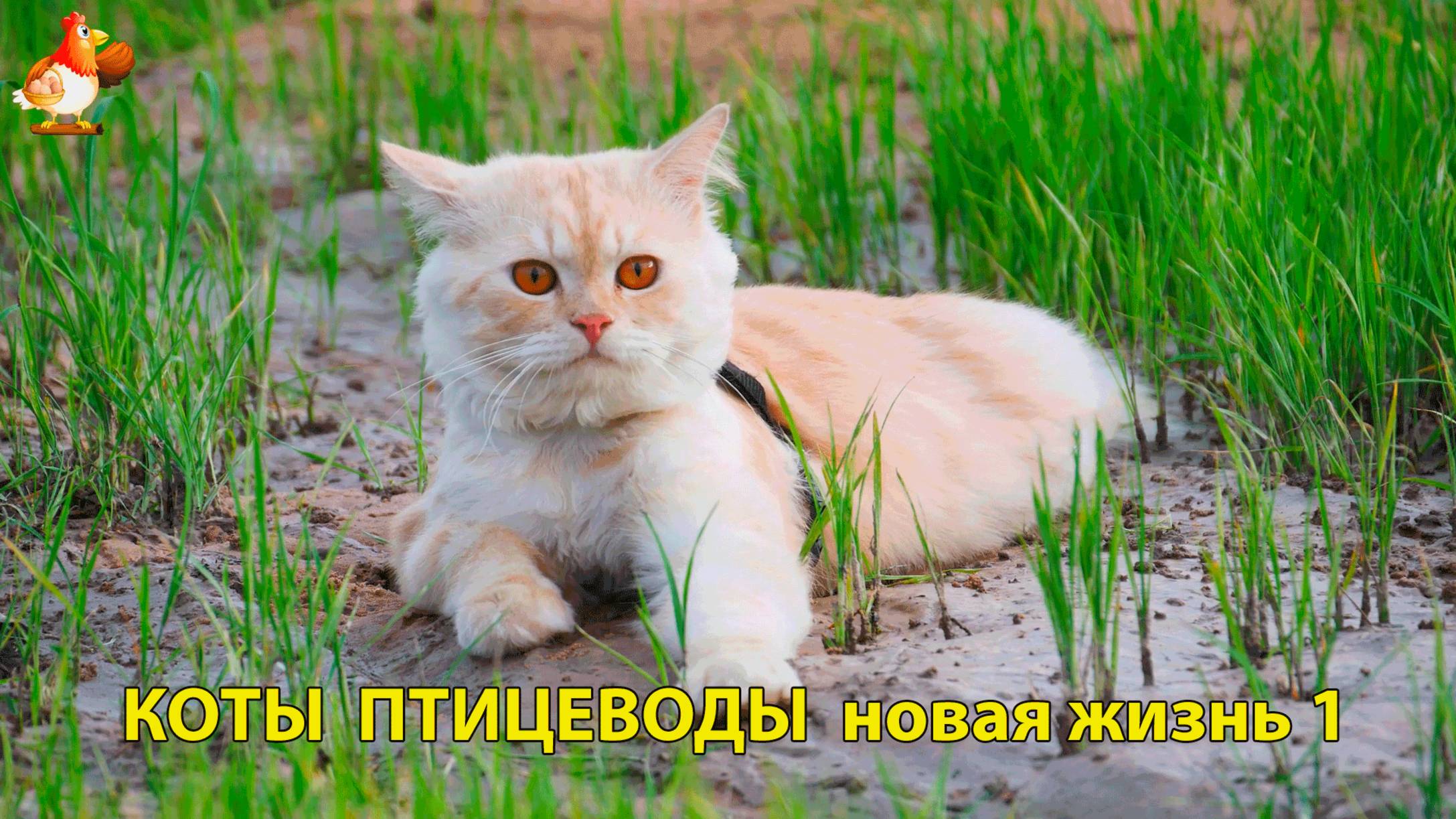 Коты птицеводы со своими подопечными 😹🐈🐈⬛ Новая жизнь – выпуск (1) ❣️🤗😂
