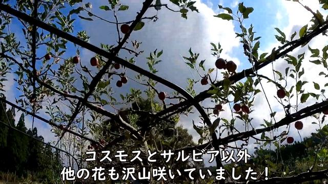 花だらけ、、とっとり花回廊（go pro 9のみ使用） МОРЕ ШАЛФЕЯ! Япония VLOG