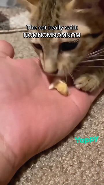 Смешные кошки.