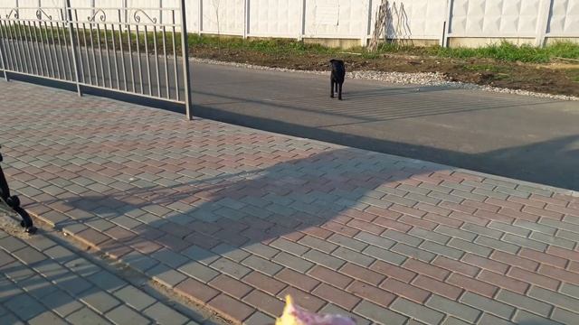 ПАРК У ПРУДА....СТАЯ ДИКИХ УТОК!!!))
