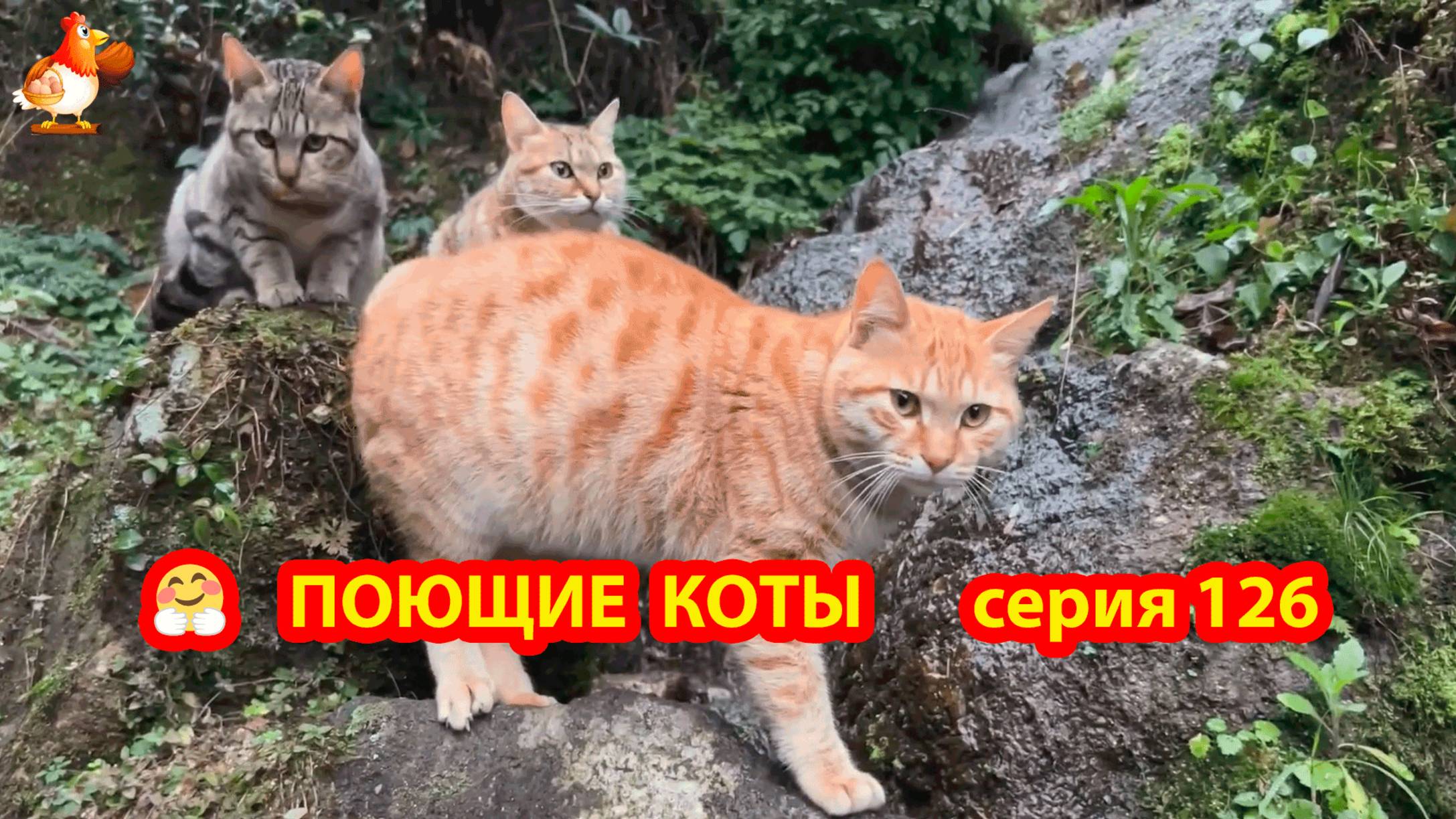 Крутые коты у птичьего двора серия (126) 🐈🐈😹 Природа Абхазии и подворье с птицами и животными ❣