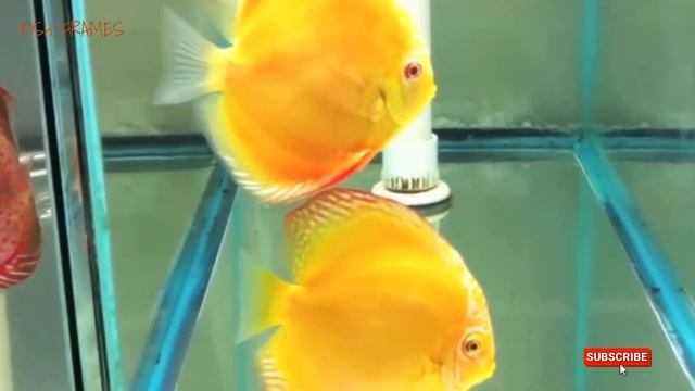 Most GORGEOUS Discus Fish Color 2024
