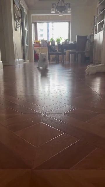 Funny animals.mp4