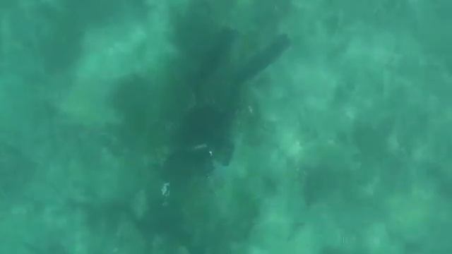 Майями . Охочусь под водой.