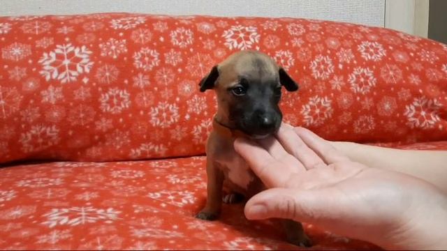 Видео WhatsApp 2025-02-14 в 16.32.50_42b24d2c