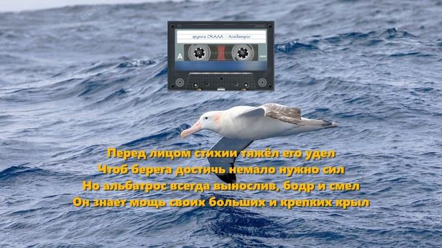 Альбатрос (группа СКАЛА г. Газалкент)