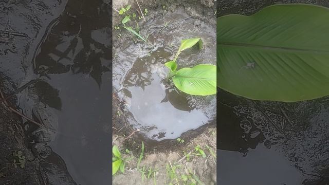 Японский банан (Басио), попытка вырастить в Поволжье _ Growing Musa basjoo in the garden. (1)