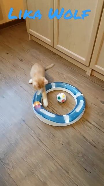ИГРАЕМ ВЕСЬ ДЕНЬ 😍Милые котики. Смешные коты. Смешные животные. Cute kittens Cute Teddy kittens Fun