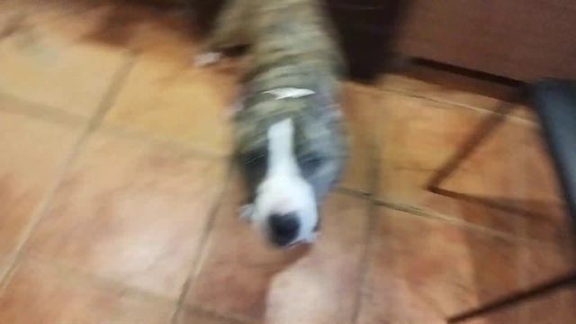 Tcenniy Prize Empress- 6,5 лет. Угадайка( закрыть ящик).