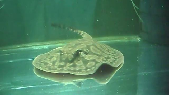 HYSTRIX E BANDEIRAS