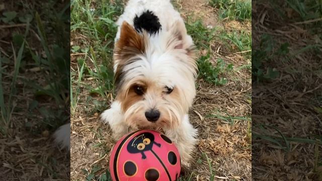 Чарли завет меня играть в мяч🐶😄