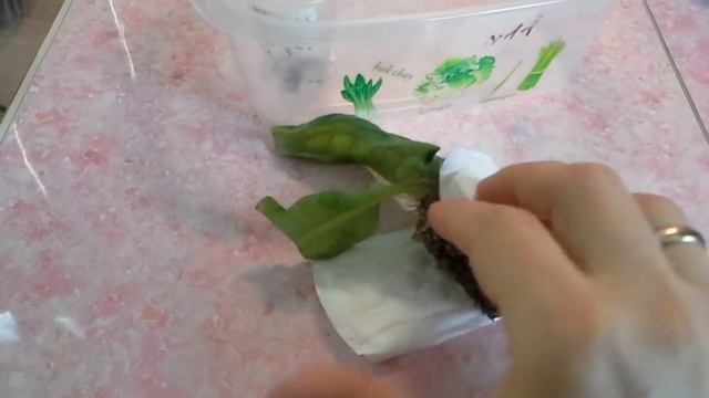 Стрептокарпус.Залили стрептокарпус - поможет ежедневная прокладка