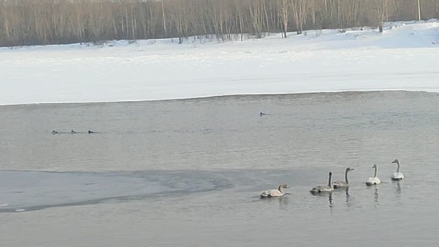 лебеди