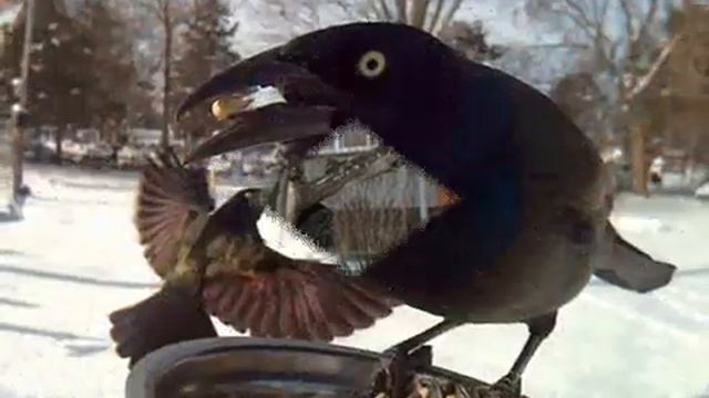 Птицы (360p)