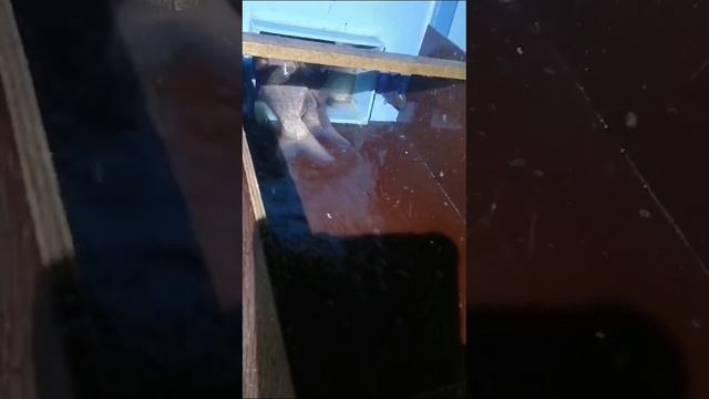 Запуск толстолобика - 1 тонна