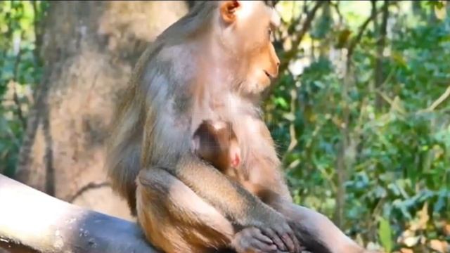 У baby monkey Lily с мамой...  1000030207.mp4