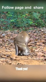 funny xx monkey 🐒 #shorts