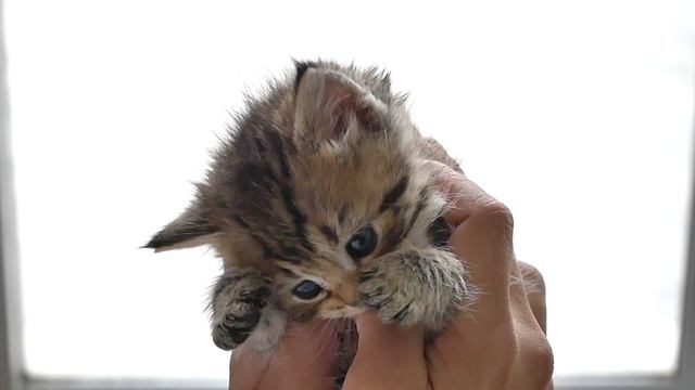 Кошечку до смерти напугали люди! Только посмотрите, что с ней сделали!