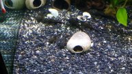 Timelapse, Setting Up Eheim 4+ Professional 600 The Right Way, and Setting up Dwarf Pufferfish 55 G