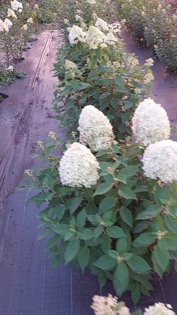 метельчатые гортензии (маточные кусты)