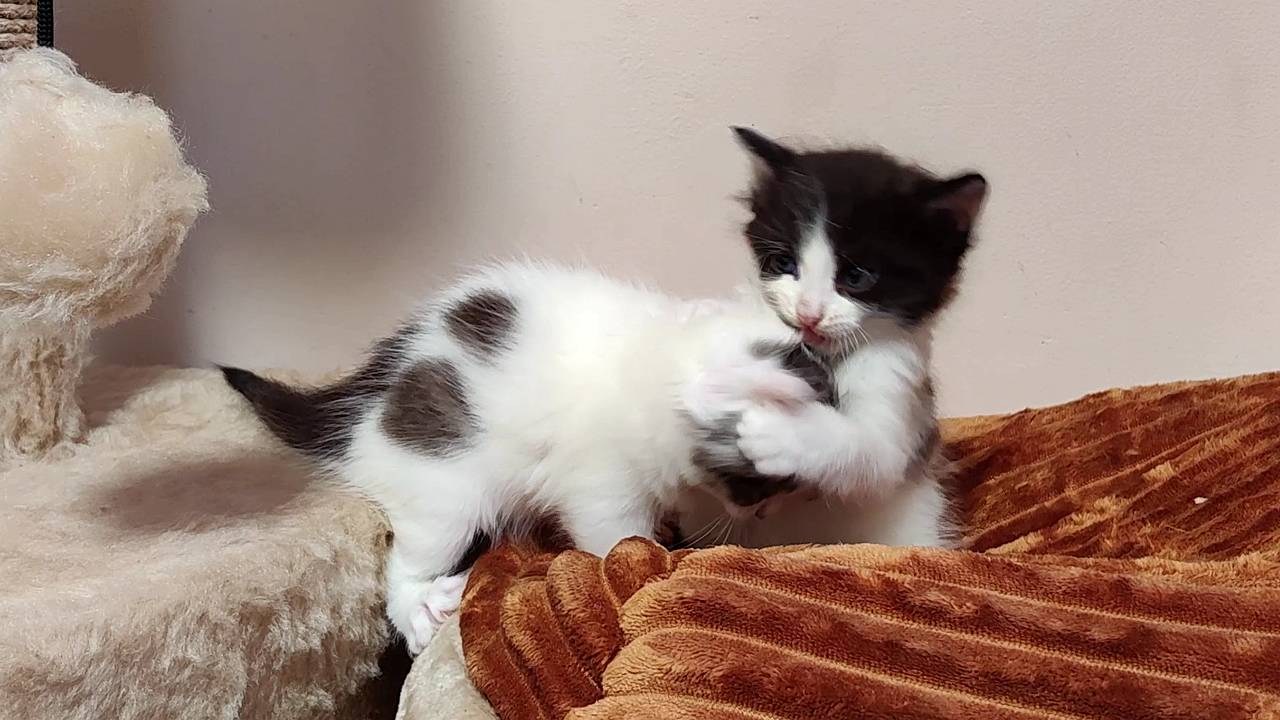 Мама-кошка, не волнуйся, котята не дерутся, они играют.