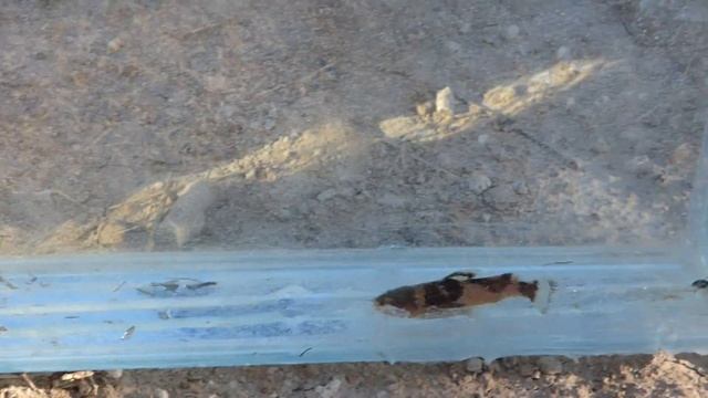 Microglanis cottoides o M. carlae ( Rio Salado - Esperanza - Santa Fe) 27/10/2016