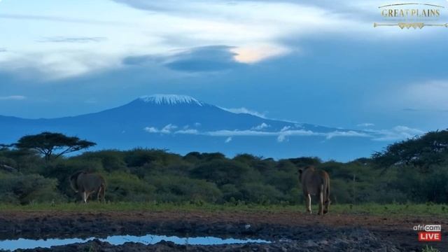 Lion brothers at Ol Donyo. africamLIVE 02 April 2024