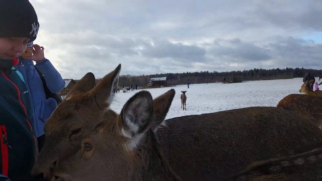 ОЛЕНЬЯ ФЕРМА 05012020