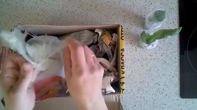 Стрептокарпусы почтой,часть 2.