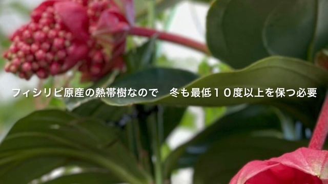 メディニラ・マグニフィカ