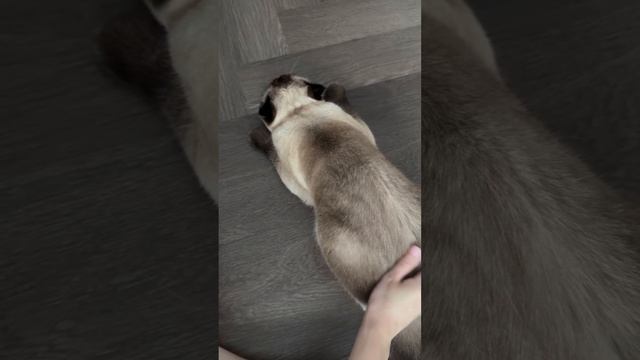 подборка смешных котиков