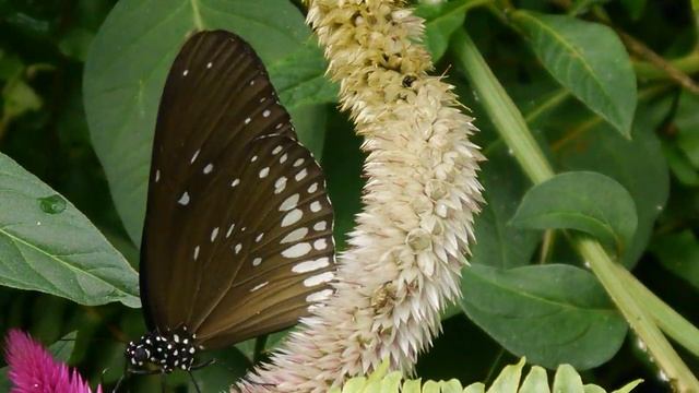 Euploea camaralzeman - Serre à Papillons - Honfleur - 08.2017 - FRANCE