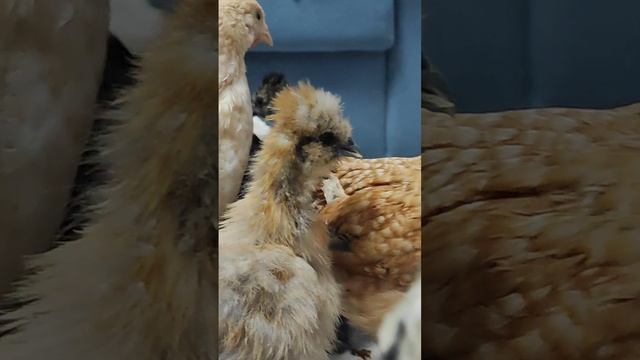 Набор цыплят "Рождественский"