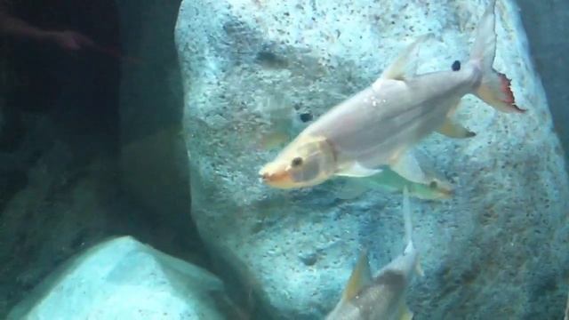 MBU in SEA Public Aquarium Singapore