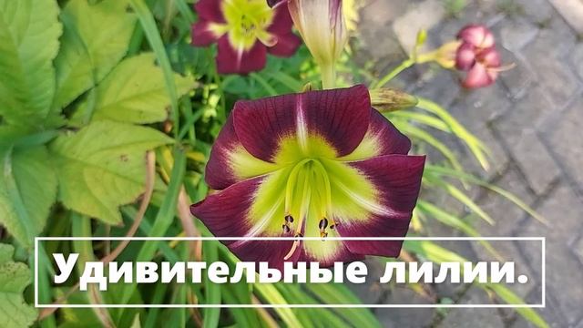 Красивые лилии. №1 (7)